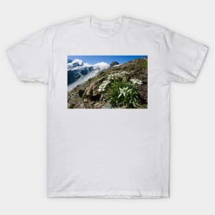 Edelweiss and glacier (C007/0409) T-Shirt